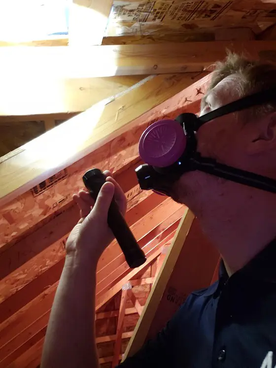 A person wearing a respirator mask is in an attic, shining a flashlight on the wooden beams while carefully sampling for mold. The lighting highlights the sloped roof and insulation materials.