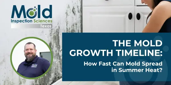 The Mold Growth Timeline: How Fast Can Mold Spread in Summer Heat?