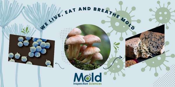 How to Prevent Mold in Your Home