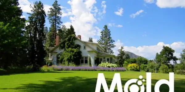 How to Recognize, Remove, & Prevent Mold Outdoors
