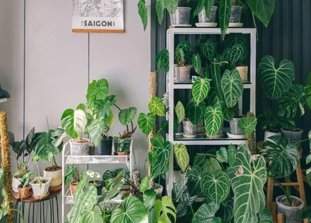 A room filled with various potted houseplants on shelves and stands, featuring large green leaves. A framed map labeled Saigon hangs on the wall above the plants, creating an inviting space ideal for a mold assessment or sampling environment.