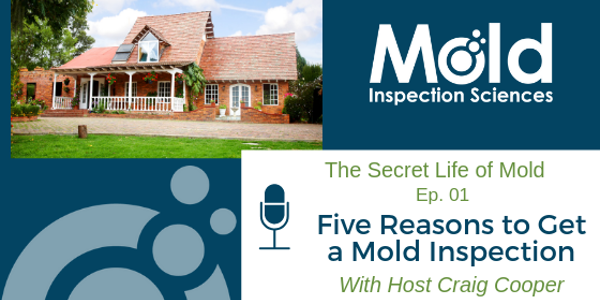 Top 5 Reasons to Get a Mold Inspection | The Secret Life of Mold