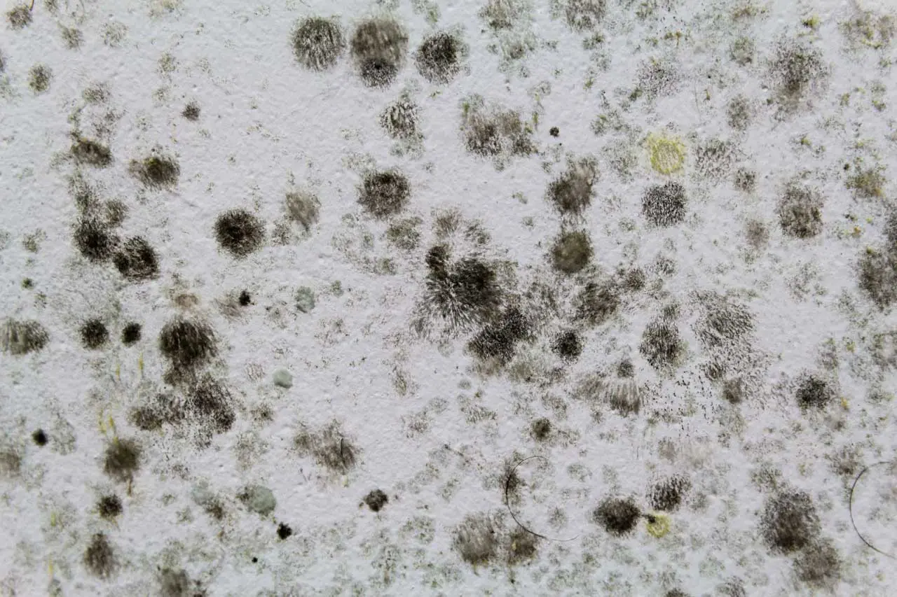 Photo of a white wall with numerous black mold spots scattered across its surface. The mold inspection reveals various sizes and shapes, giving the wall a speckled texture that warrants further investigation.