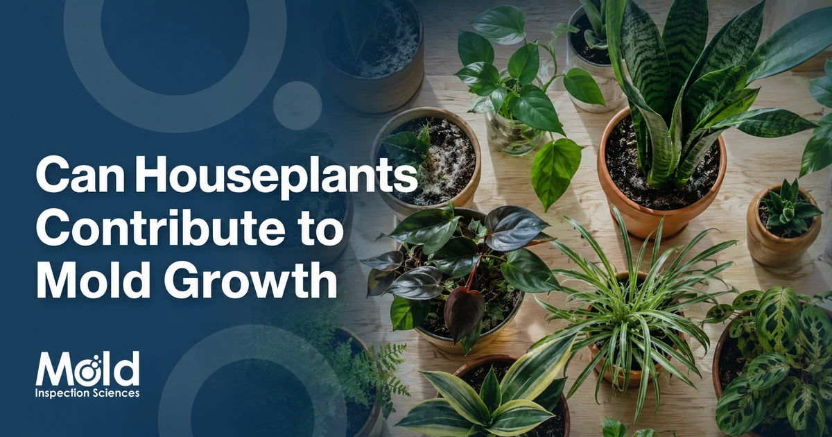 Several potted houseplants with various green leaves are arranged on a light wooden surface. Text on the left asks, Can Houseplants Contribute to Mold Growth? with the Mold Inspection Sciences logo below, highlighting the importance of mold assessment.