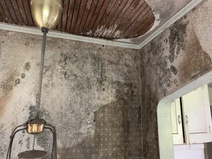 The image depicts a room in severe disrepair, likely requiring an inspection. Black mold extensively covers the walls and ceiling, with the wallpaper peeling away. The ceiling shows water damage, from which a brass pendant light hangs precariously.