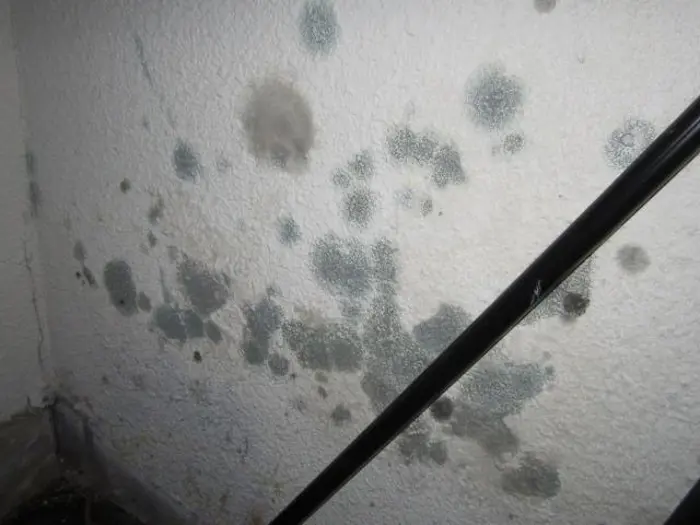 In this dimly lit indoor setting, possibly a basement, mold patches of varying sizes in green and gray speckle the white wall. A black pipe runs diagonally across the image, suggesting the need for a thorough inspection to determine any underlying issues with ventilation or moisture control.