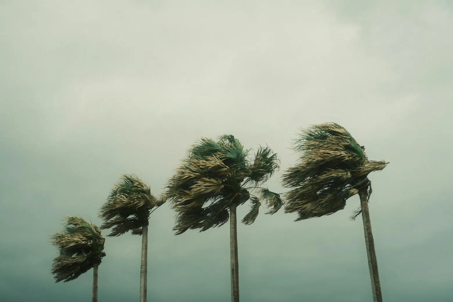 Four palm trees swaying violently in strong winds under an overcast sky suggest an approaching storm, demanding urgent assessment. The fronds are bent significantly, highlighting the severity of the weather conditions.