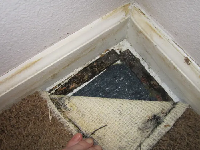 A hand lifts a section of beige carpet at the corner of a room, revealing black mold on the underlying surface. The baseboards and wall, part of this mold assessment, show signs of moisture damage and discoloration.