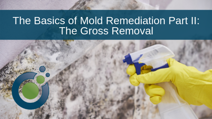 A gloved hand holds a spray bottle before a moldy surface, emphasizing the importance of inspection. Text overlay reads The Basics of Mold Remediation Part II: The Gross Removal. A circular logo rests in the corner, highlighting the comprehensive assessment process.