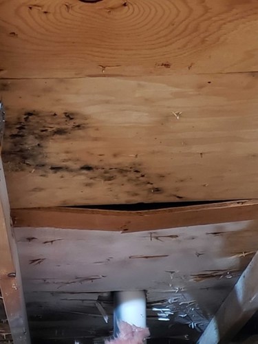 Attic Mold