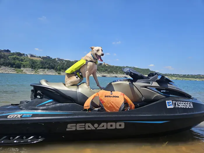 A dog wearing a bright yellow life jacket sits on a black Seadoo watercraft by the shore of a lake. An orange dry bag is attached to the seat, standing ready for inspection. The background features a clear blue sky and distant hills.