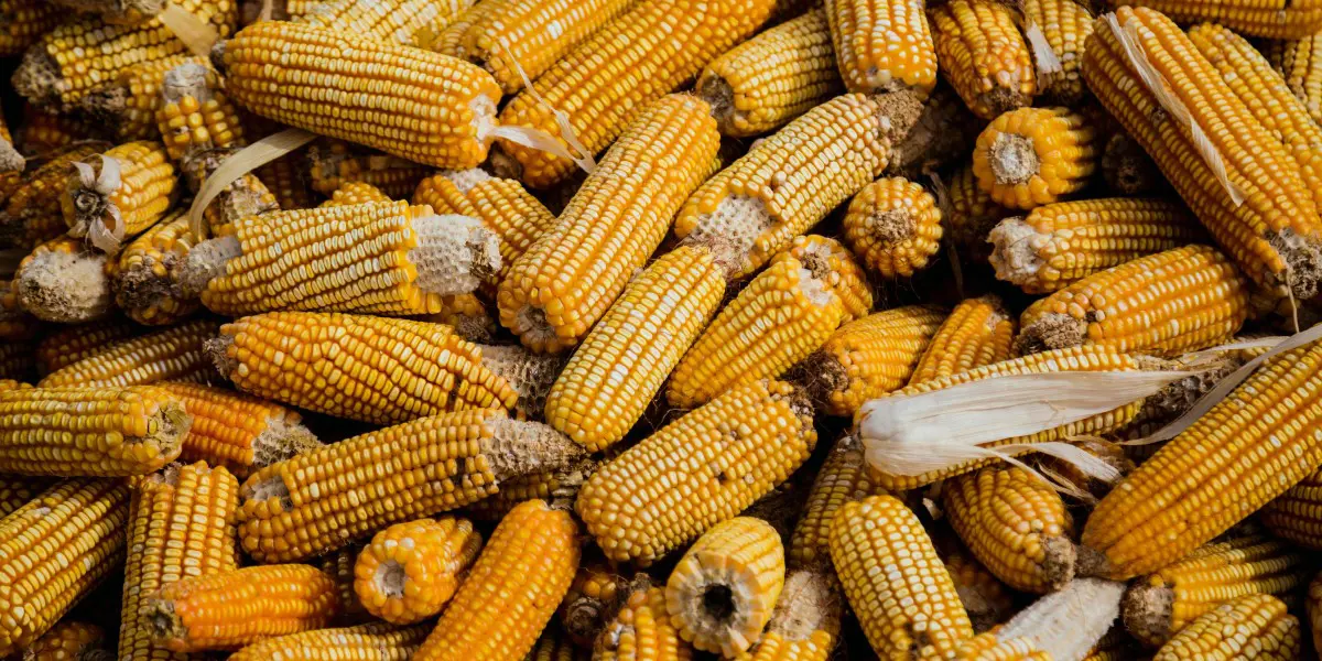 A pile of ripe, yellow corn cobs with husks partially removed reveals rows of kernels. The corn seems ready for harvest, inviting sampling to ensure quality. It fills the frame with a textured and vibrant pattern, perfect for thorough investigation before picking.
