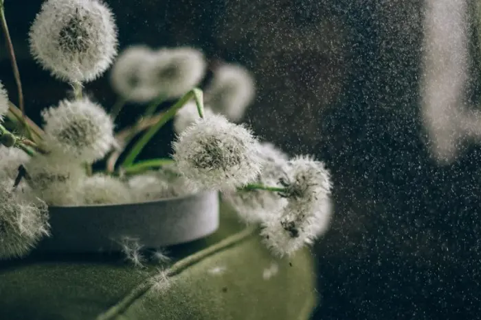 A cluster of dandelion seed heads sits in a bowl on a green surface, resembling nature's assessment process as seeds gently disperse into the air, illuminated by soft, diffused light.