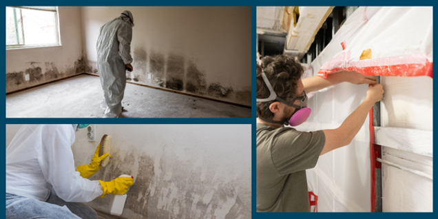 Three images depict mold remediation: top left, a person in protective gear sprays mold on a wall; bottom left, another scrubs it with a brush; right, someone seals off an area with plastic sheeting and tape to ensure thorough investigation during the process.