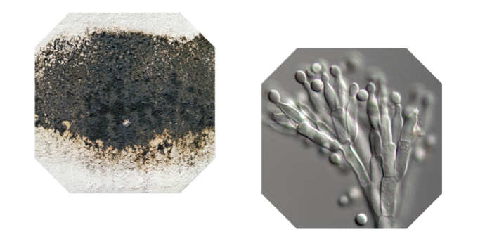 The left image shows black mold on a surface, while the right image offers a microscopic view of mold spores on branching hyphae against a gray background, showcasing the detailed assessment often required in mold investigations.