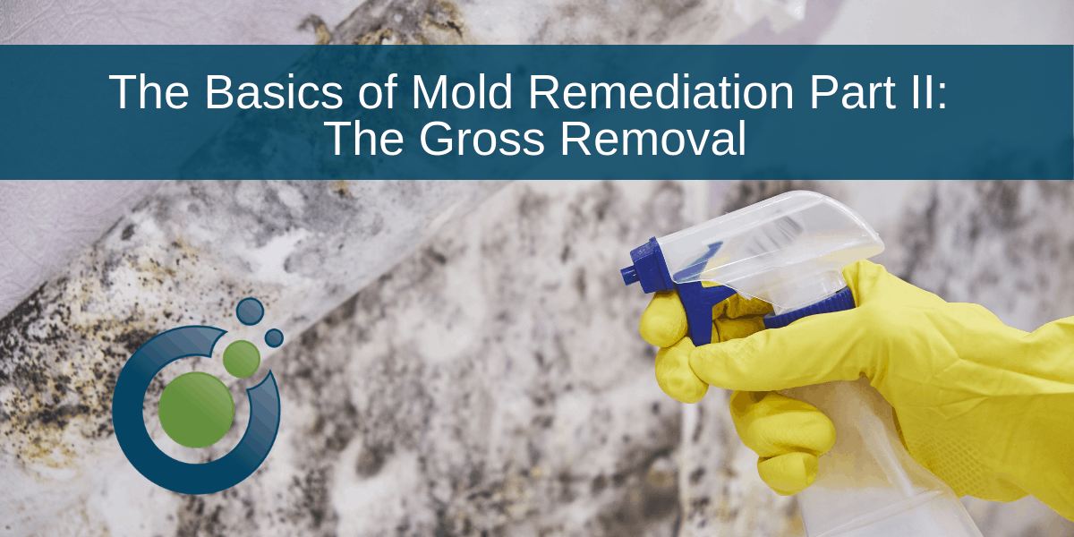 Mold Remediation Basics Part II