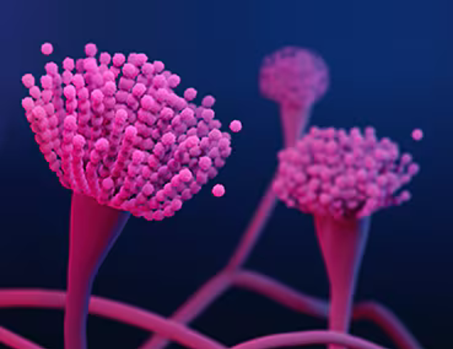 Illustration of pink fungi spores and mycelium against a dark blue background. The spores appear round and clustered at the top of branching stalks, inviting closer inspection with their vibrant and organic look.