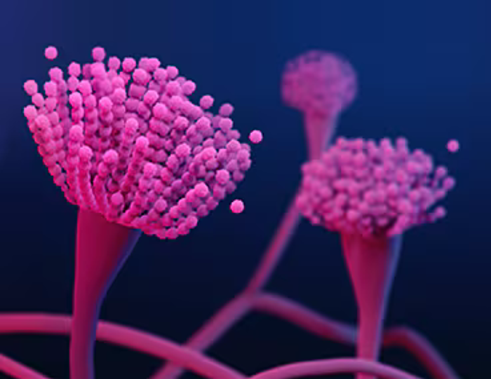 Illustration of pink fungi spores and mycelium against a dark blue background. The spores appear round and clustered at the top of branching stalks, inviting closer inspection with their vibrant and organic look.