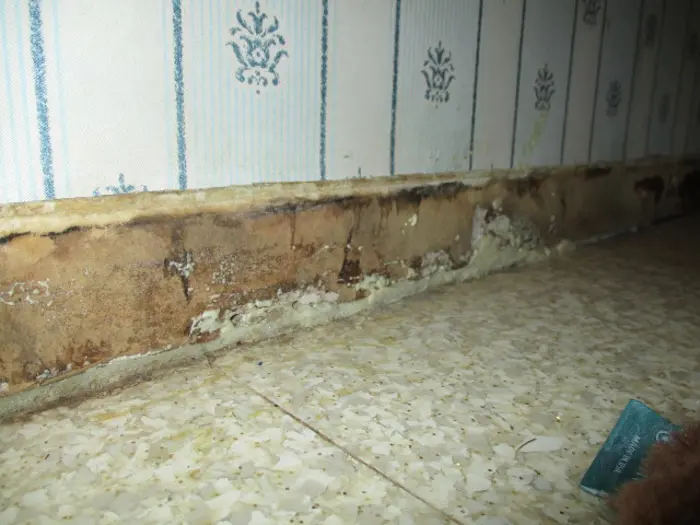 A water-damaged wall with mold growth along the base awaits inspection. The blue and white wallpaper with its decorative pattern shows signs of mildew, and the speckled tile floor adds contrast to the discoloration evident on the surface.