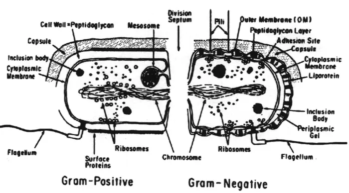 Diagram illustrating Gram-positive and Gram-negative bacteria. The inspection reveals the Gram-positive cells thick peptidoglycan layer, while the Gram-negative cell has an outer membrane. Both include structures like ribosomes, flagella, and capsules.