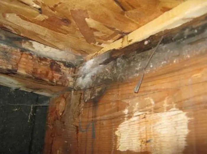 Close-up of a wooden structure with mold growth, showing signs of decay and water damage. The wood appears damaged and discolored, with visible white and dark mold spots in the corner. A thin wire runs through the area, where sampling for testing is crucial to assess the extent of contamination.
